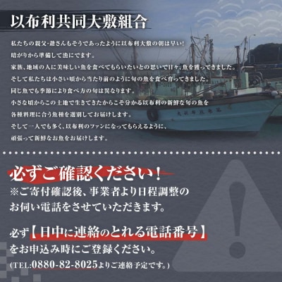 旬の朝獲れ鮮魚詰め合わせ【以布利定置網　漁師直送】【S00818】