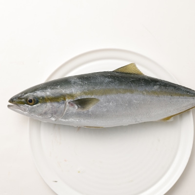 旬の朝獲れ鮮魚詰め合わせ(プレミアム)【以布利定置網　漁師直送】【S00819】