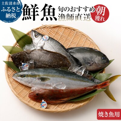 旬の朝獲れ鮮魚(焼き魚用)漁師おすすめセット【以布利定置網　漁師直送】【S00821】