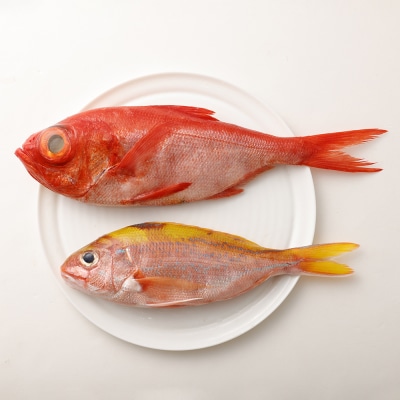 【事前連絡でお届け日調整】季節の鮮魚 詰め合わせセット 鮮魚ボックス(box)【R01215】