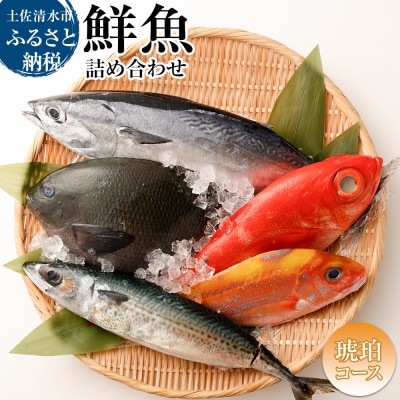 おまかせ!季節の鮮魚 お楽しみセット(琥珀コース)食べ比べ 天然魚 魚介 海鮮【R01096】