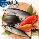 【11回定期便】おまかせ!季節の鮮魚 お楽しみセット(VIPコース)魚介 海鮮【J00056】