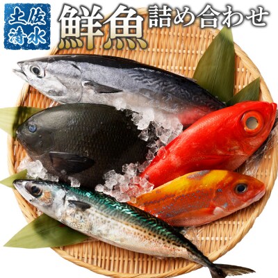 【11回定期便】おまかせ!季節の鮮魚 お楽しみセット(プラチナコース)魚介 海鮮【J00054】 | ふるさと納税のお礼品
