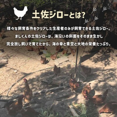 ましくんの完全放し飼い土佐ジローの卵(25個入り)もみ殻梱包 ブランド卵【R00443】