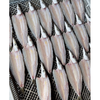 無添加 カマスの干物2種セット(開き2袋合計10～12枚入り&丸干し7～10本程度)【R00825】