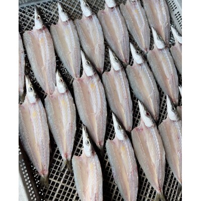 無添加 カマスの干物2種セット(開き2袋合計10～12枚入り&丸干し7～10本程度)【R00825】