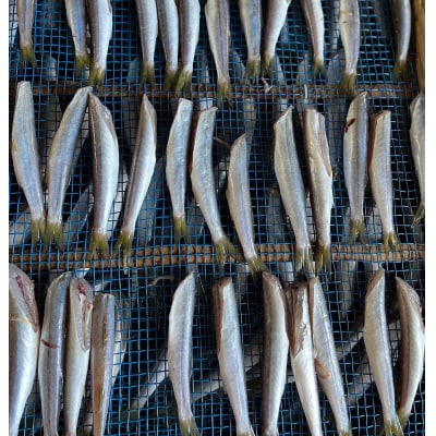 無添加 カマスの干物2種セット(開き2袋合計10～12枚入り&丸干し7～10本程度)【R00825】