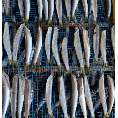 無添加 カマスの干物2種セット(開き2袋合計10～12枚入り&丸干し7～10本程度)【R00825】