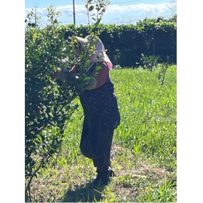 皮ごとシークワーサー果汁100%(500ml×瓶2本セット) 飲料 濃縮【R00360】