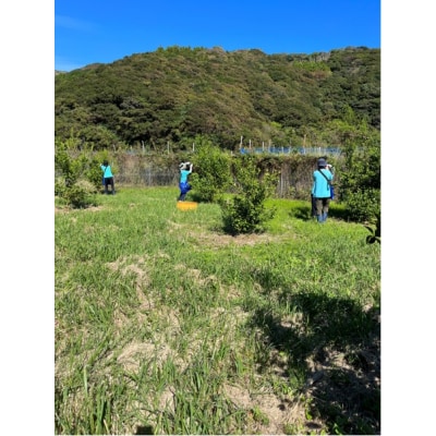 皮ごとシークワーサー果汁100%(500ml×瓶2本セット) 飲料 濃縮【R00360】