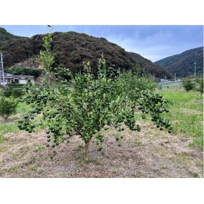 【9月発送】皮ごとシークワーサー果汁100%(300ml×3本セット)調味料 飲料【R00359】