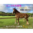 花馬車プロジェクト応援 クラウンドファンディング  馬主 競馬 動物 牧場支援【R00341】