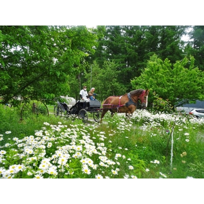 花馬車プロジェクト応援 クラウンドファンディング  馬主 競馬 動物 牧場支援【R00576】