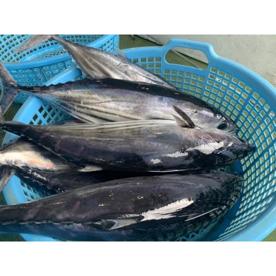 一本釣り漁師歴40年の職人技! かつおのたたき・ポン酢セット800g(2～3節)【R00493】