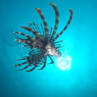 絶景竜串海中公園!ファンダイビング3ボート体験券(Cカード所有者1名用)チケット【R00713】