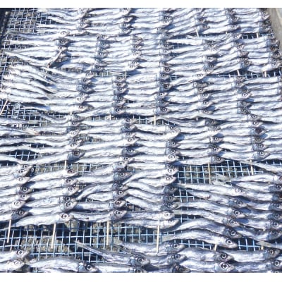 旬の干物4種類おまかせセット　無添加 干し魚 健康食品 おかず 惣菜 おつまみ【R00764】