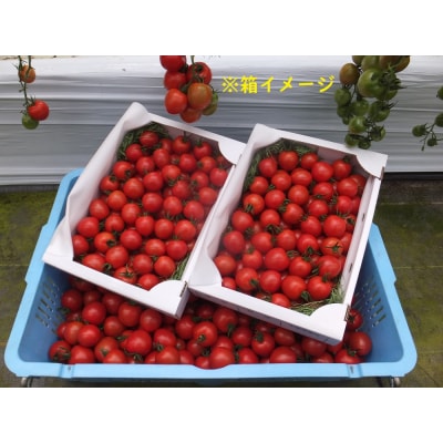 完熟フルティカトマト 中玉サイズ 2kg×2箱 合計4kg  ミディトマト【R00559】