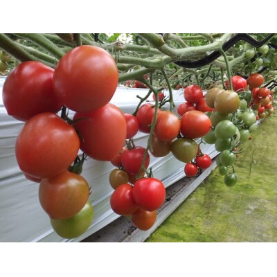 完熟フルティカトマト(中玉サイズ2kg×3箱) ミディトマト【R00631】