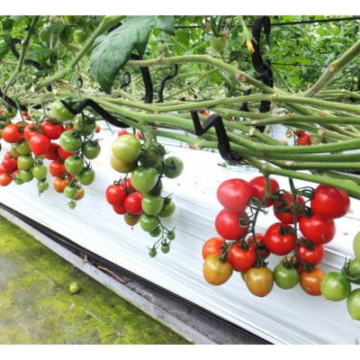 完熟フルティカトマト1kg(中玉サイズ)天然地下水使用 【R00130】