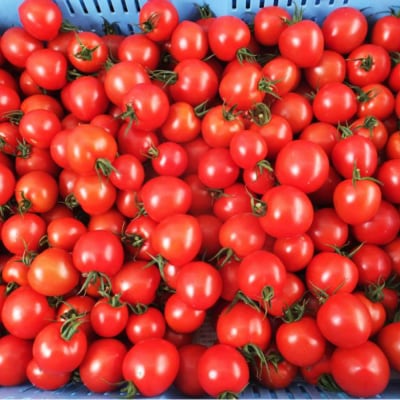 完熟フルティカトマト1kg(中玉サイズ)天然地下水使用 【R00130】