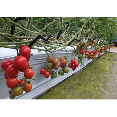 完熟フルティカトマト2kg(中玉サイズ)天然地下水使用【R00286】