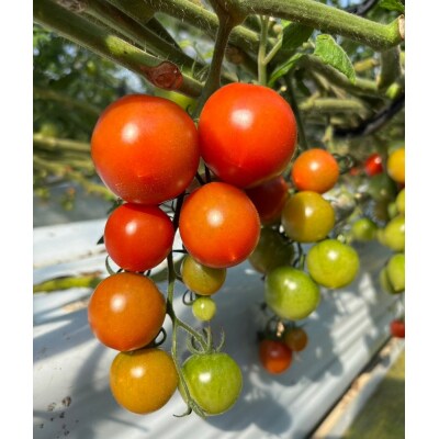 【令和8年10月】完熟フルティカトマト2kg(中玉サイズ)天然地下水使用【R00286】