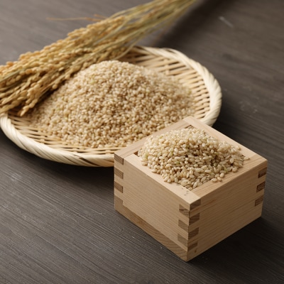 令和6年産新米 コシヒカリ玄米10kg(1袋)【先行受付/令和6年8月発送予定】【R01035】