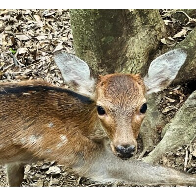【6回定期便】無添加ドッグフード:しかにくジャーキー(3P/月)鹿肉 犬用 ドライフードJ00014