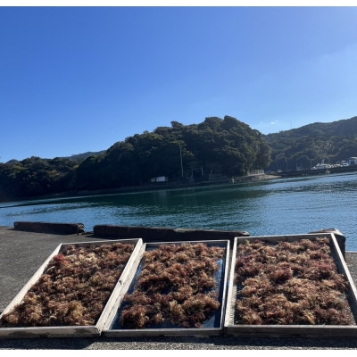 ところてん(宗田節だしのタレ付)4人前セット 総量約880g  無添加【R00889】