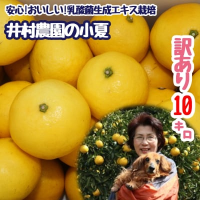 訳あり 井村農園の小夏(10kg)日向夏 柑橘 ニューサマーオレンジ 【R01132】