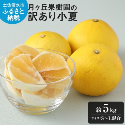 【先行受付】月ヶ丘果樹園の訳あり小夏5kg　家庭用柑橘 日向夏  果物  特産果物【R00177】