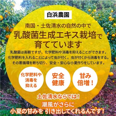 訳あり小夏3.5キロ(白浜農園の減農薬小夏)柑橘 日向夏 みかん フルーツ  日向夏【R01001】