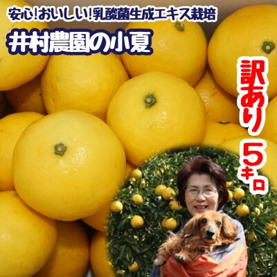 【訳あり】井村農園の小夏(5kg)日向夏 柑橘  ニューサマーオレンジ 【R01131】