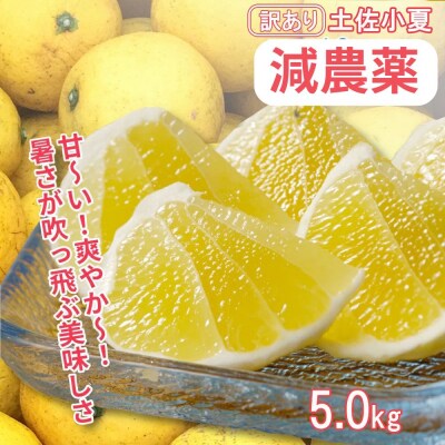 訳あり小夏5キロ(白浜農園の減農薬小夏)柑橘 日向夏 みかん フルーツ 特産【R01002】