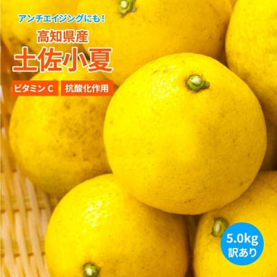 訳あり小夏5キロ(白浜農園の減農薬小夏)柑橘 日向夏 みかん フルーツ 特産【R01002】