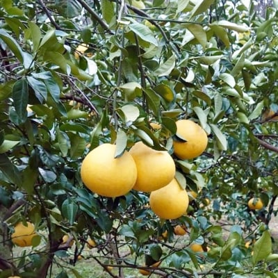 先行受付令和8年3月　訳あり 文旦 3kg 栽培期間中農薬不使用 【R00898】