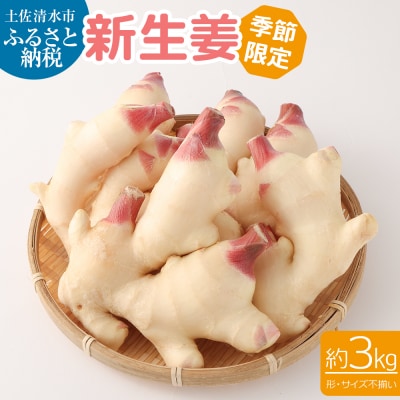 先行受付 新生姜3kg(季節限定・農家直送)甘酢漬け ガリ しょうが ショウガ【R00366】
