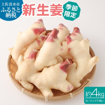 新生姜4kg(季節限定・農家直送) 甘酢漬け ガリ しょうが ショウガ【R00445】