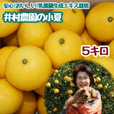 R9.4月中旬～ 小夏 日向夏 5kg ご贈答◎ 粒ぞろい みかん 柑橘 高知名産【R01490】