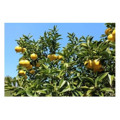 R9.4月中旬～ 小夏 日向夏 5kg ご贈答◎ 粒ぞろい みかん 柑橘 高知名産【R01490】