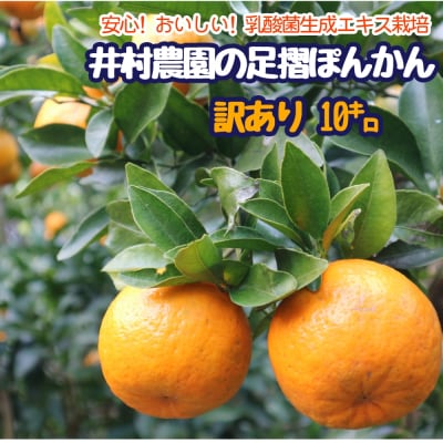 令和8年1月　訳あり 家庭用 井村農園の足摺ぽんかん 10kg 完熟  みかん 柑橘【R01134】