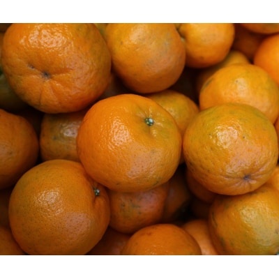 家庭用だけど家庭用じゃない!? 訳あり 足摺ぽんかん 10kg みかん【R01495】