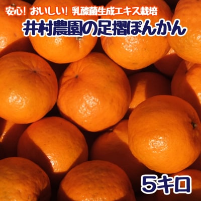 完熟 足摺ぽんかん 5kg 粒ぞろい ご贈答◎ みかん 柑橘【R01489】