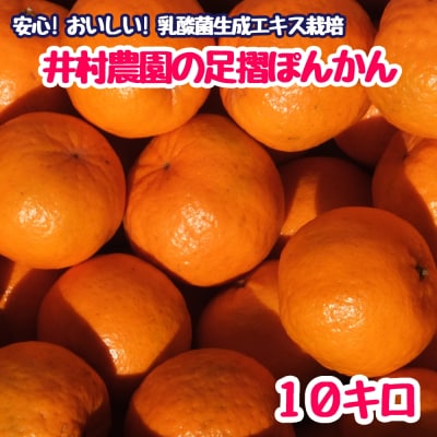 令和8年1月下旬発送　井村農園の足摺ぽんかん 10kg  みかん 柑橘 フルーツ【R01133】