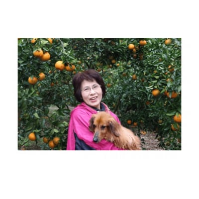 完熟 足摺ぽんかん 10kg 粒ぞろい ご贈答◎ みかん 柑橘【R01494】