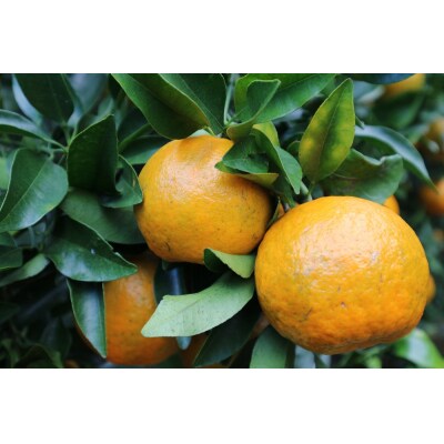 完熟 足摺ぽんかん 10kg 粒ぞろい ご贈答◎ みかん 柑橘【R01494】