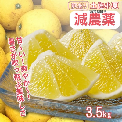 【令和8年5月発送】 訳あり 小夏3.5キロ 柑橘 フルーツ 日向夏 【R01152】