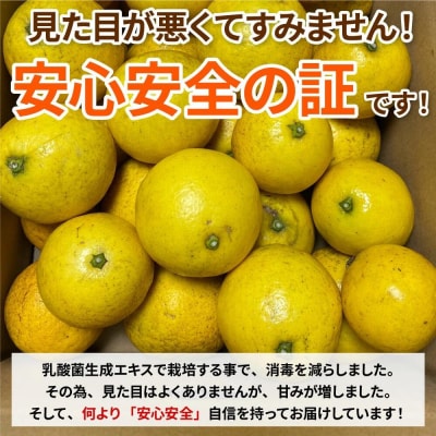  訳あり 小夏3.5キロ 柑橘 フルーツ 日向夏 【R01152】