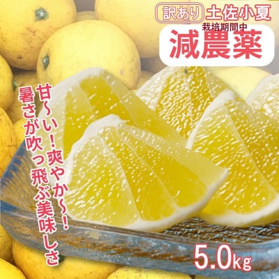 【令和8年5月発送】 訳あり 小夏5キロ  みかん フルーツ 日向夏 果物 ワケあり【R01153】