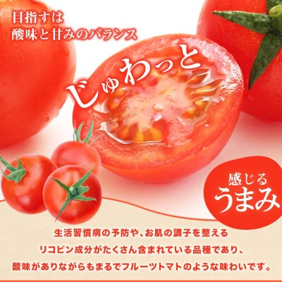 トマト魂!峯本の贅沢フルティカトマト(中玉サイズ)3キロ 【R01038】